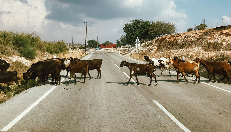 перегон скота через дорогу