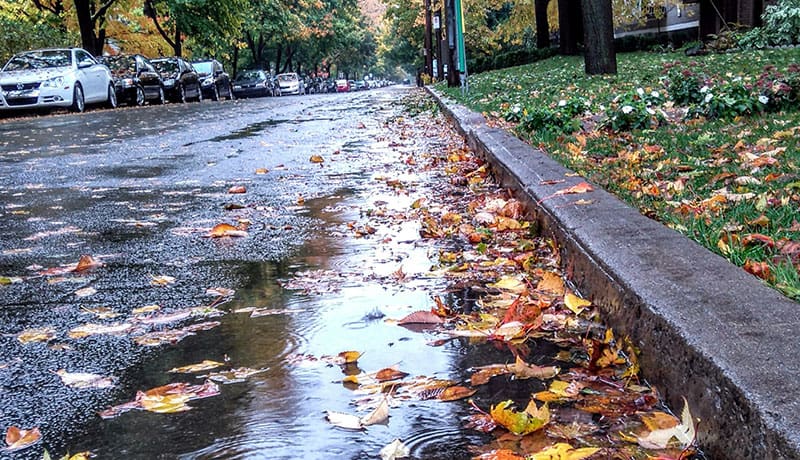 осенние мокрые листья на асфальтированной дороге