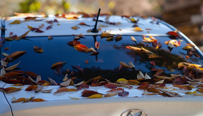 осенние листья на заднем стекле автомобиля