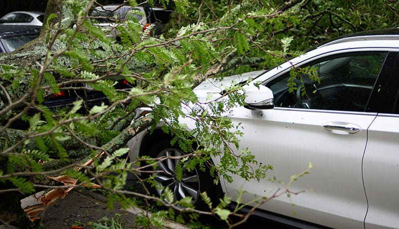 дерево упало на автомобиль