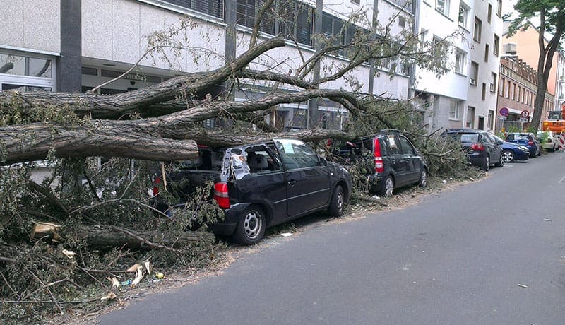 машину придавило деревом